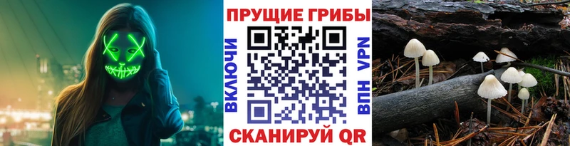 Псилоцибиновые грибы Psilocybine cubensis  даркнет сайт  Чусовой 